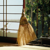 Japanese broom
